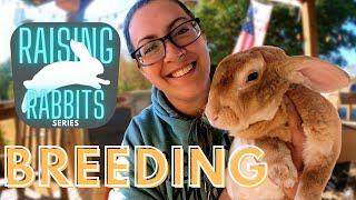 Raising Meat Rabbits Part One  Breeding  Tips Tricks How-To