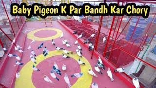 Kabootar K Par Bandh Kar Chory  Pigeon Training  Hashim Mahmood Pigeons