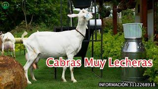 LAS CABRAS MÁS LECHERAS en Cabrío de Colombia.