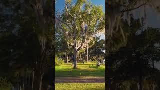 A quiet morning walk through the Oakdale Cemetery in DeLand FL   #jwalker #shorts #cemetery