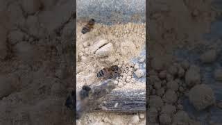 Bees Gathering Pollen Powder