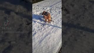 playing  in the snow  ‍