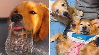 FUNNY AND CUTE GOLDEN RETRIEVERS