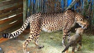 The cutest video ever cheetah babies with their mom