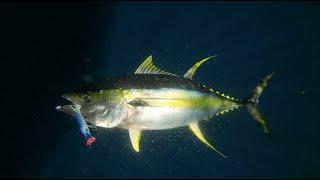 Oman Yellowfin Tuna Mayhem