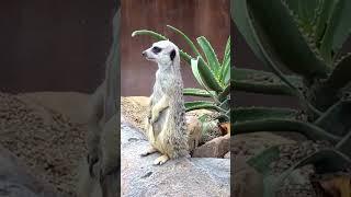 Australia Zoo Sunshine Coast #australiazoo #sunshinecoast #queensland #meerkats #lemur #redpanda