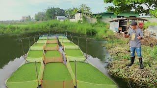 How to Start and Be Successful in Azolla Farming Using the Modern Method first episode