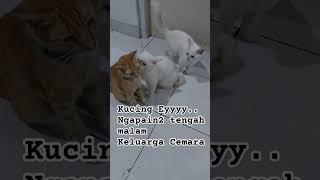 Kucing Eyyy..Ngapain2 tengah malam keluarga Cemara Kumpul #catlover #kucinglucu #animal