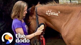 Horse Found On Craigslist Recognizes His First Mom After 2 Years  The Dodo Faith = Restored