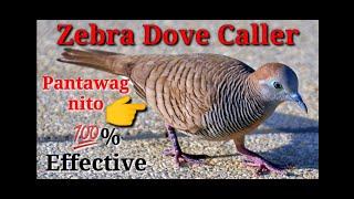 Zebra Dove Caller