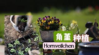 角堇Hornveilchen如何种植地栽和盆栽如何种植角堇和三色堇的区别播种时间和种植要点以及注意事项如何让角堇爆花爆盆30.03.2022