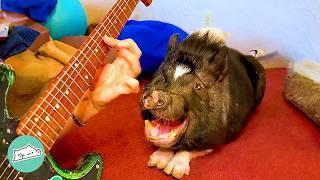 Huge Pig Loves Dancing And Zooming To Mans Guitar  Cuddle Buddies