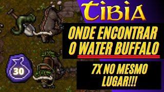 ONDE ENCONTRAR O WATER BUFFALO NO TIBIA