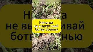 Никогда не выдергивай ботву осенью  #дача  #сад  #огород # #садоводство