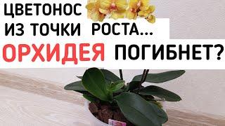 ЦВЕТОНОС ИЗ точки РОСТА  ОРХИДЕЯ погибнет?  орхидеи orchids orchid фаленопсис phalaenopsis