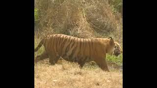 Bamera - The Tiger   Bandhavgarh National Park  Big Male Tiger #shorts