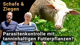 Parasitenkontrolle bei Schafen und Ziegen mit Tanninen Einblick in Forschung und Praxis