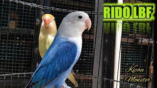 Lovebird BIOLA DARK BLUE x PB EUWING