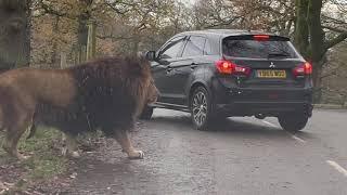 Lions Rhinos and Tiger - Knowsley Safari Park in Winter