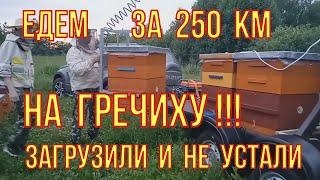 Как увеличить товарный медосбор. Едем на гречиху за 250 км. Погрузка ульев манипулятором.