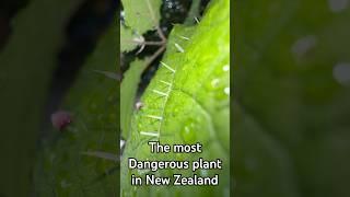 The most painful plant in New Zealand