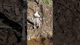 Beaver Problem Hack Solved #shorts #shortvideo #shortsvideo #viral