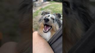 Speak Up #shelties #sheltiepuppy #sheltiedog #psiezycie #love #doglover #dogshorts #doglife