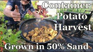 Container Potato Harvest  Grown in 50% Sand 50% Soil