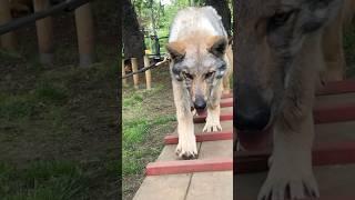 Wolf Odin is Growing Fast #wolf #wolfdog