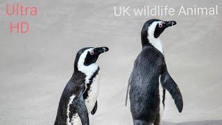 The African penguin Spheniscus demersus also called Cape Penguin or South Africa ...