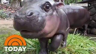 Meet Moo Deng the baby pygmy hippo taking the internet by storm