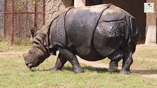 Monster Rhino Dangerous Look Giant Animals  Biggest Animals  Largest Animals Story  गैंडा Gainda