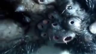 WARNINGGROSS HUGE BOTFLY LARVA REMOVAL FROM MONKEY