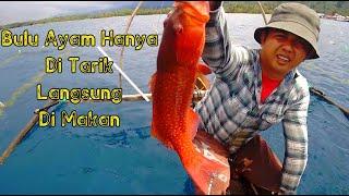 Mancing Pakai Bulu Ayam Dapat Ikan Kerapu Merah