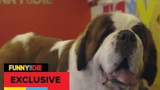 Funny Or Die Pitches To A Big Dog