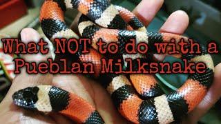 What NOT to do with your Pueblan milksnake