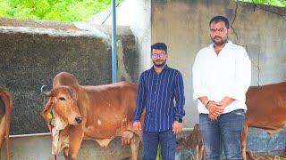 35 हजारात गीर गाय पहा इतक्या स्वस्त कुठे मिळतात  Gir Cow Farming Maharashtra #farming #desicow