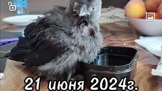 21 июня 2024г.