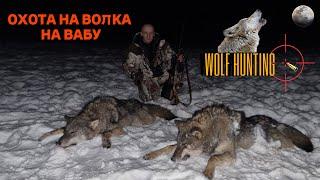 Охота на волка  в Беларуси  Очередной дуплет на вабу вышло два двух и добыл