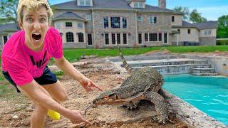 Massive Alligator in my BACKYARD SWIMMING POOL