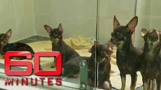 The pros and cons of pet cloning. Would you do it?  60 Minutes Australia