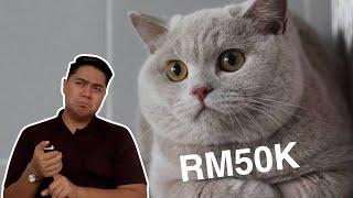 Beli British Shorthair RM50k dari Jerman