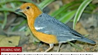 Audio Tetapi Burung Stres Suara Alam Dengan Burung Anis Merah Betina 