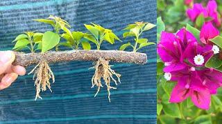 Try growing bougainvillea with branches according to a new method  Breeding Bougainvillea