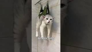 Funny Useful Cat Nail Trimming