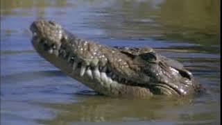Malcolm Douglas - Australia - Catching Crocodiles 1985