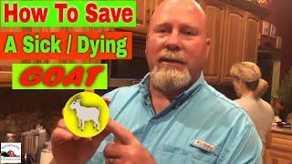 How to Save a Sick Goat  Goat Home Remedy  How to Save a Goat From Dying