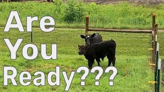 Watch THIS Before Buying Cattle - Preparing For Cows on Your Homestead