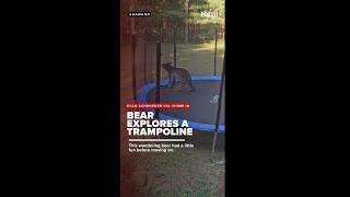 Curious bear explores trampoline