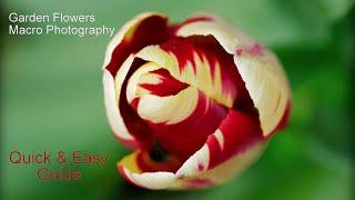 Garden Flowers Macro Photography Quick & Easy Guide